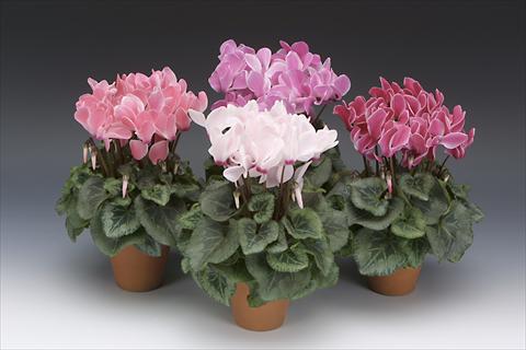 photo of flower to be used as: Pot, bedding, patio Cyclamen persicum midi Intermezzo Flame Shades Mix