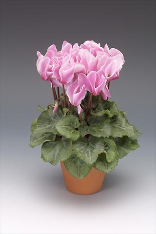 photo of flower to be used as: Pot, bedding, patio Cyclamen persicum midi Intermezzo Flame Shades