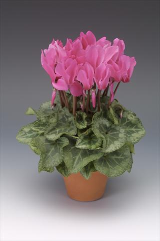 photo of flower to be used as: Pot, bedding, patio Cyclamen persicum midi Intermezzo Fuchsia