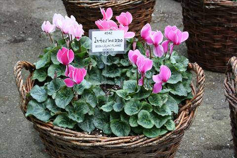 photo of flower to be used as: Pot, bedding, patio Cyclamen persicum midi Intermezzo Lilac Flame Shades