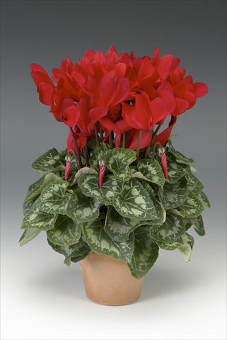 photo of flower to be used as: Pot, bedding, patio Cyclamen persicum midi Intermezzo Red