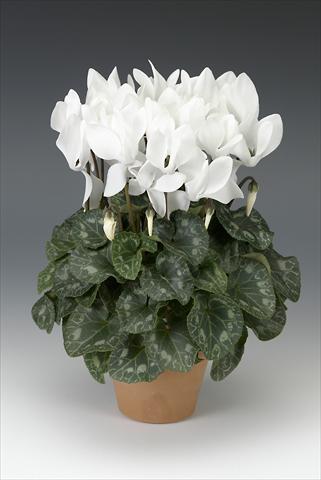 photo of flower to be used as: Pot, bedding, patio Cyclamen persicum midi Intermezzo White