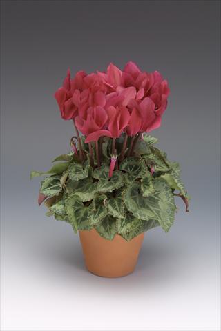 photo of flower to be used as: Pot, bedding, patio Cyclamen persicum midi Intermezzo Wine Red