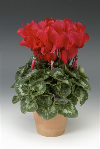 photo of flower to be used as: Pot, bedding, patio Cyclamen persicum Maxora Bright Red