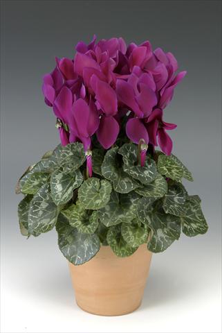 photo of flower to be used as: Pot, bedding, patio Cyclamen persicum Maxora Deep Purple