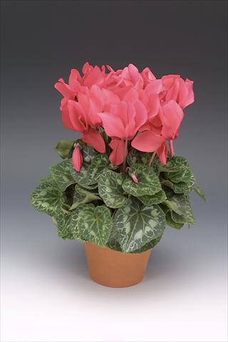 photo of flower to be used as: Pot, bedding, patio Cyclamen persicum Maxora Deep Salmon