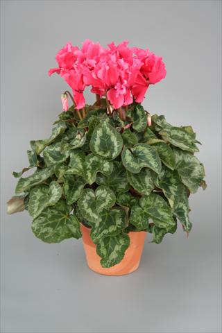 photo of flower to be used as: Pot, bedding, patio Cyclamen persicum Maxora Fringed Deep Salmon