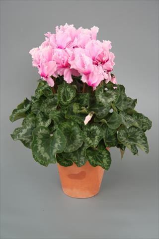photo of flower to be used as: Pot, bedding, patio Cyclamen persicum Maxora Fringed Light pink Eye