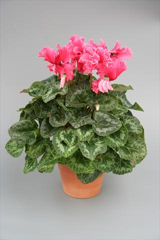 photo of flower to be used as: Pot, bedding, patio Cyclamen persicum Maxora Fringed Light Salmon