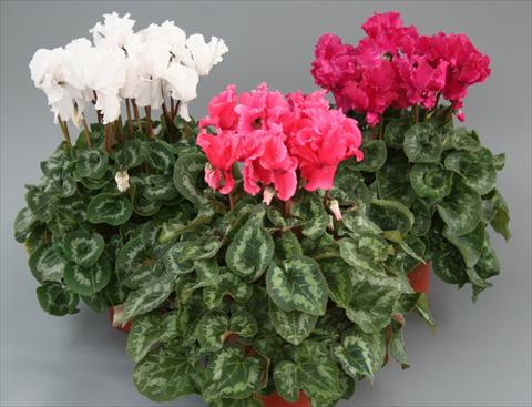 photo of flower to be used as: Pot, bedding, patio Cyclamen persicum Maxora Fringed Mix