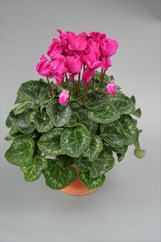 photo of flower to be used as: Pot, bedding, patio Cyclamen persicum Maxora Fringed Purple