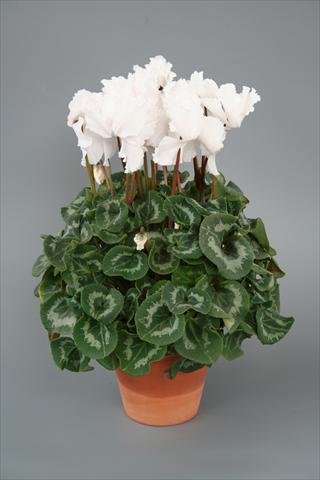 photo of flower to be used as: Pot, bedding, patio Cyclamen persicum Maxora Fringed White