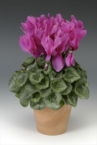 photo of flower to be used as: Pot, bedding, patio Cyclamen persicum Maxora Fuchsia