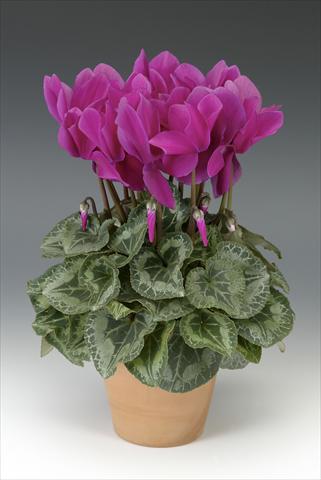 photo of flower to be used as: Pot, bedding, patio Cyclamen persicum Maxora Light Purple