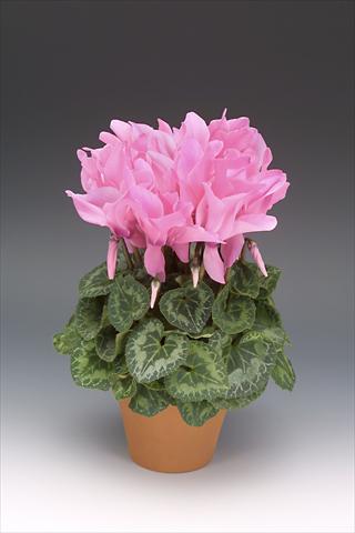 photo of flower to be used as: Pot, bedding, patio Cyclamen persicum Maxora Neon Pink
