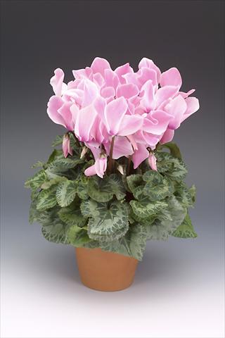 photo of flower to be used as: Pot, bedding, patio Cyclamen persicum Maxora Pink Flamed