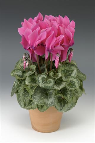 photo of flower to be used as: Pot, bedding, patio Cyclamen persicum Maxora Pink with eye