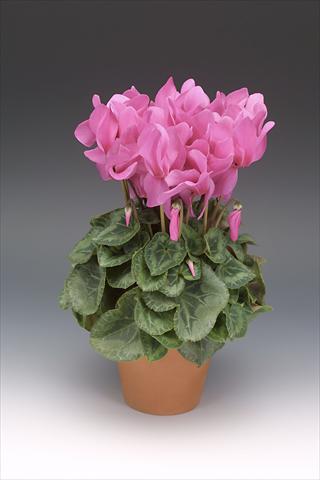 photo of flower to be used as: Pot, bedding, patio Cyclamen persicum Maxora Pink