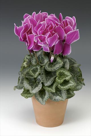 photo of flower to be used as: Pot, bedding, patio Cyclamen persicum Maxora Purple Flamed