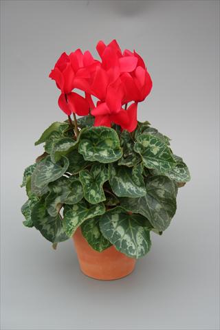 photo of flower to be used as: Pot, bedding, patio Cyclamen persicum Maxora Red