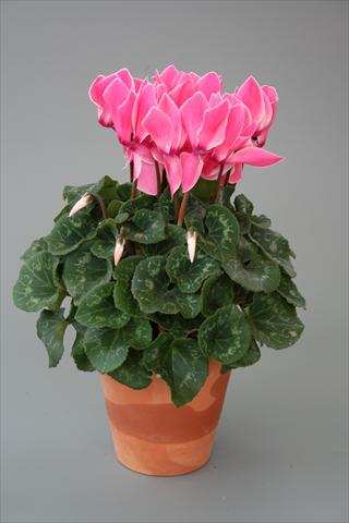 photo of flower to be used as: Pot, bedding, patio Cyclamen persicum Maxora Salmon flamed