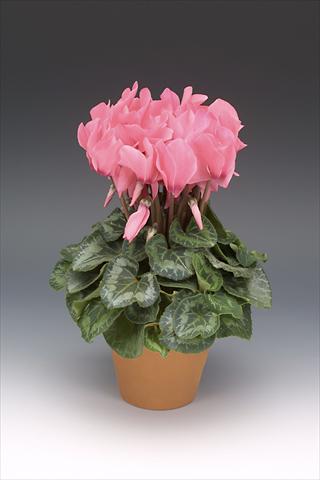 photo of flower to be used as: Pot, bedding, patio Cyclamen persicum Maxora Salmon