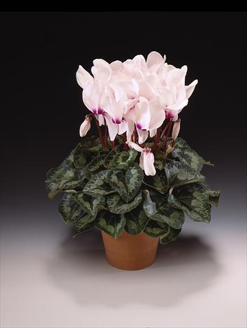 photo of flower to be used as: Pot, bedding, patio Cyclamen persicum Maxora White with eye