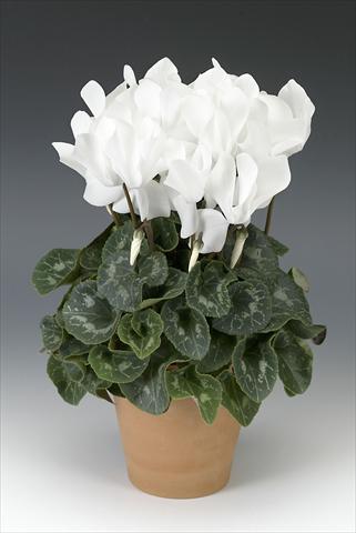 photo of flower to be used as: Pot, bedding, patio Cyclamen persicum Maxora White