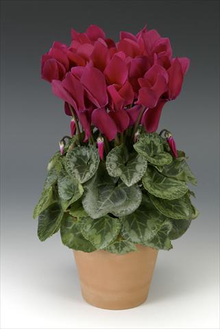 photo of flower to be used as: Pot, bedding, patio Cyclamen persicum Maxora Wine Red