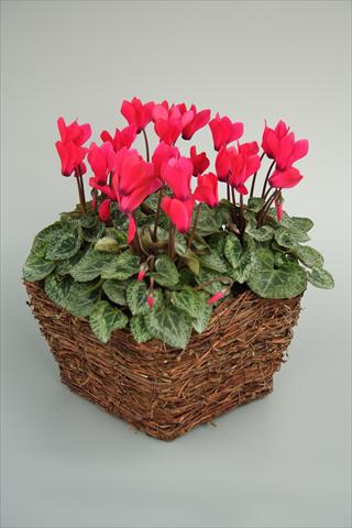 photo of flower to be used as: Pot and bedding Cyclamen persicum mini Melody Outdoor Deep Rose