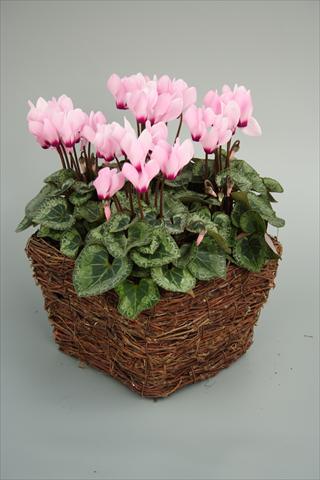 photo of flower to be used as: Pot and bedding Cyclamen persicum mini Melody Outdoor Light Pink Eye