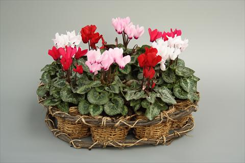photo of flower to be used as: Pot and bedding Cyclamen persicum mini Melody Outdoor Mix