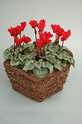 photo of flower to be used as: Pot and bedding Cyclamen persicum mini Melody Outdoor Red
