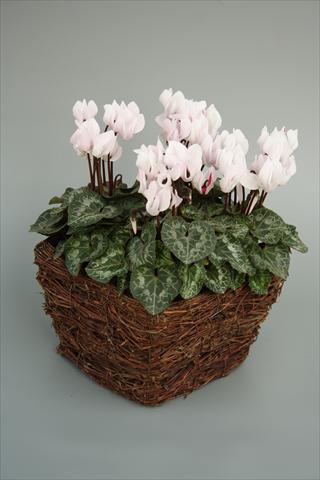 photo of flower to be used as: Pot and bedding Cyclamen persicum mini Melody Outdoor White