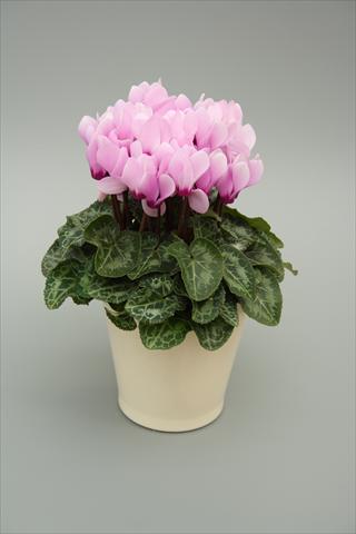 photo of flower to be used as: Pot, bedding, patio Cyclamen persicum mini Musical Light Lilac Eye