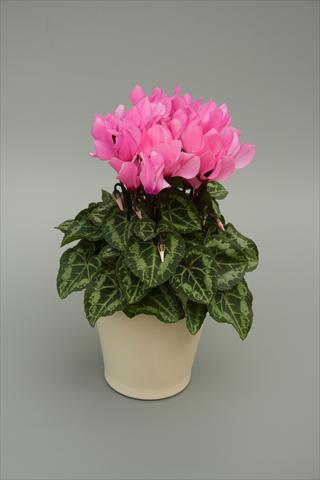photo of flower to be used as: Pot, bedding, patio Cyclamen persicum mini Musical Light Pink