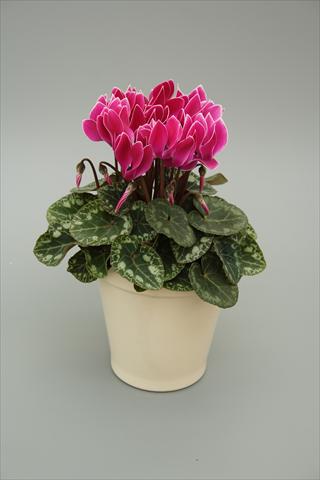 photo of flower to be used as: Pot, bedding, patio Cyclamen persicum mini Musical Purple Flame