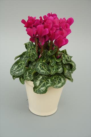 photo of flower to be used as: Pot, bedding, patio Cyclamen persicum mini Musical Purple