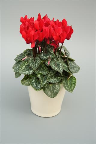 photo of flower to be used as: Pot, bedding, patio Cyclamen persicum mini Musical Red