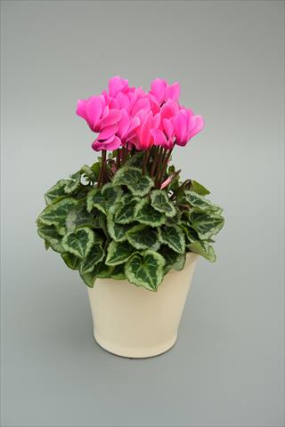 photo of flower to be used as: Pot, bedding, patio Cyclamen persicum mini Musical Rose