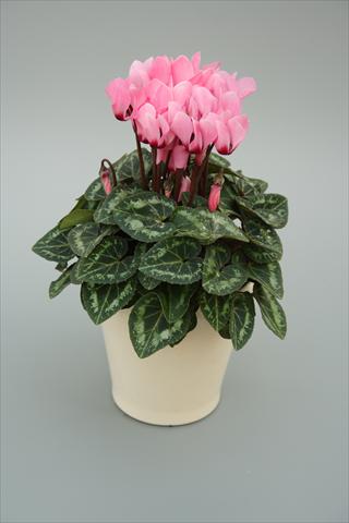 photo of flower to be used as: Pot, bedding, patio Cyclamen persicum mini Musical Soft Pink Eye