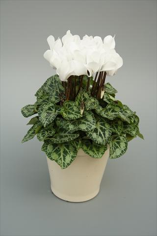 photo of flower to be used as: Pot, bedding, patio Cyclamen persicum mini Musical White