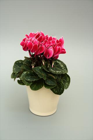photo of flower to be used as: Pot, bedding, patio Cyclamen persicum mini Musical Wine Red Flame