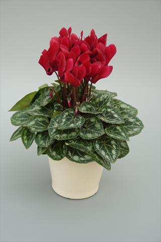 photo of flower to be used as: Pot, bedding, patio Cyclamen persicum mini Musical Wine Red