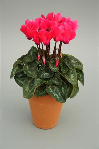 photo of flower to be used as: Pot and bedding Cyclamen persicum mini Picola Bright Pink
