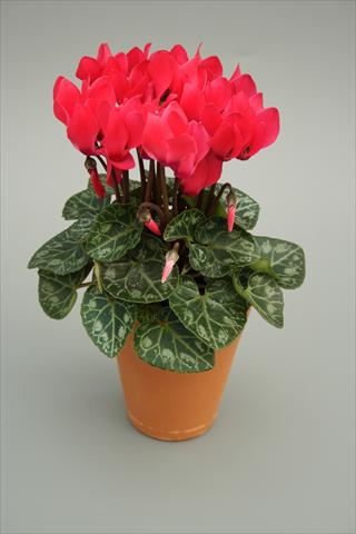 photo of flower to be used as: Pot and bedding Cyclamen persicum mini Picola Deep Salmon