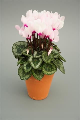 photo of flower to be used as: Pot, bedding, patio Cyclamen persicum mini Picola Light Pink Eye