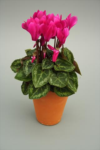 photo of flower to be used as: Pot and bedding Cyclamen persicum mini Picola Light Purple