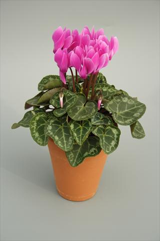 photo of flower to be used as: Pot and bedding Cyclamen persicum mini Picola Lilac