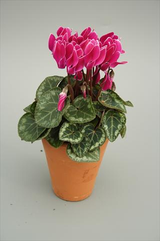 photo of flower to be used as: Pot and bedding Cyclamen persicum mini Picola Purple Flame